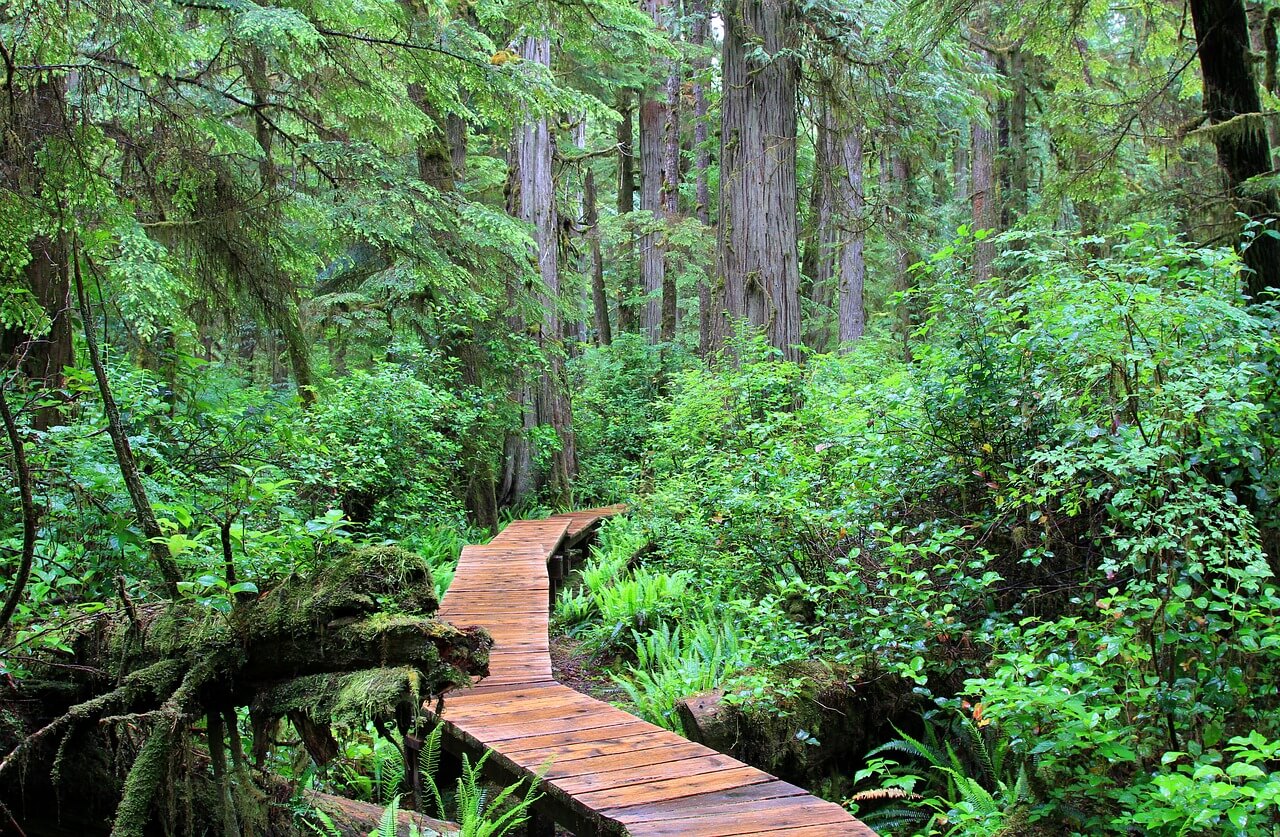 Der Regenwald auf Vancouver Island